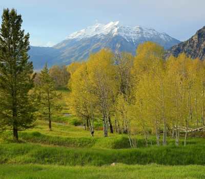 green trees with snow capped mountains in the back