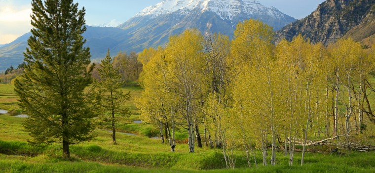 green trees with snow capped mountains in the back
