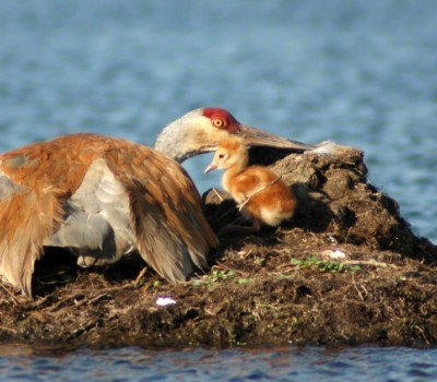 photo of pelican and baby pelican