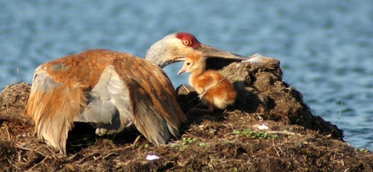 photo of pelican and baby pelican