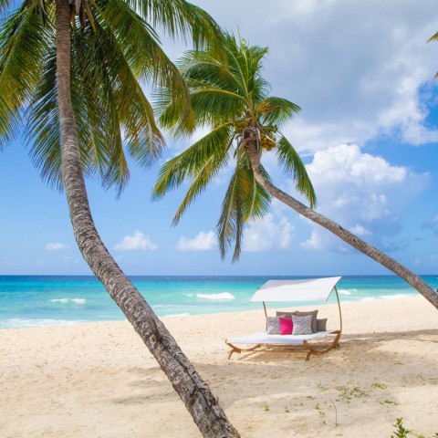 palm trees on the beach with a single wide lounger