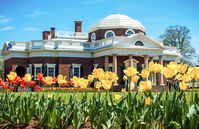 tulips with monticello in the background 