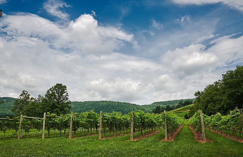 beautiful green scenery at monticello wine trail