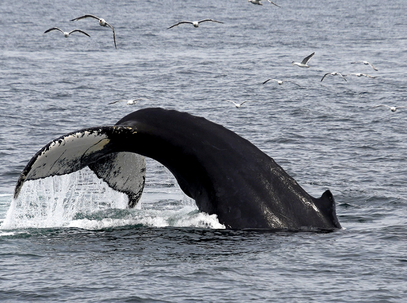 a whale flapping its tail out of the ocean with seagulls around