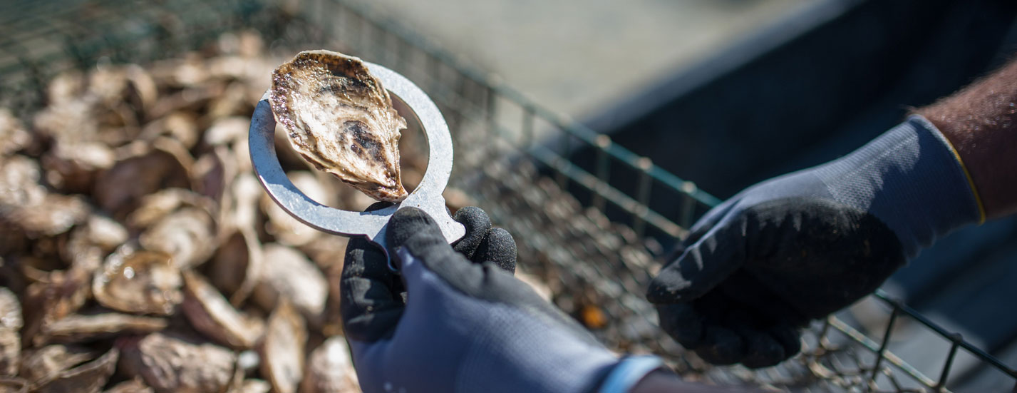 oysters in brewster
