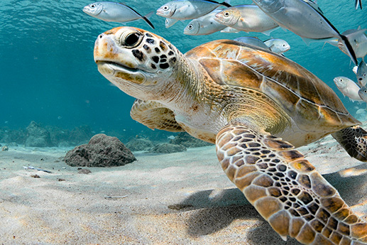 oceanhotelsbarbados blog 6