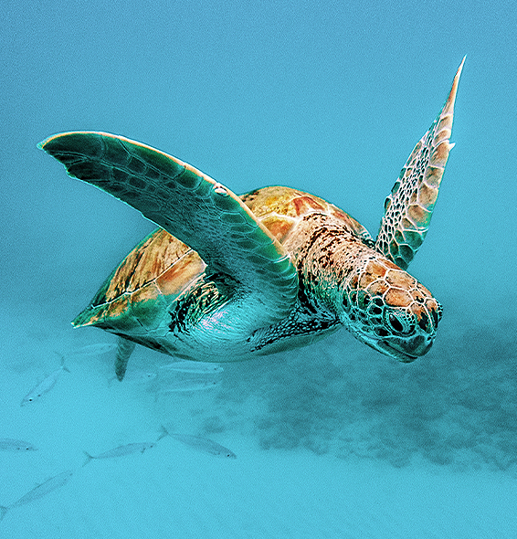 turtle swimming in the ocean
