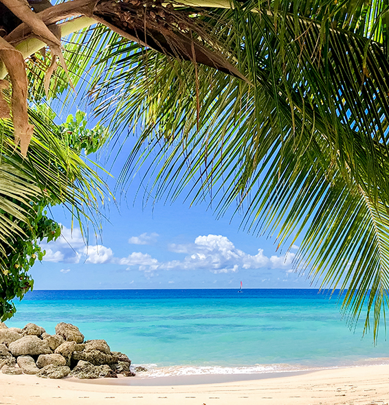 palm trees next to ocean and beach