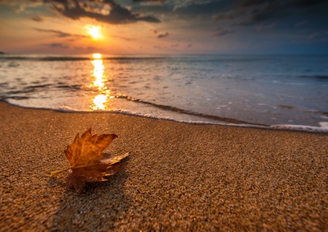 fall leaf on sand in front of ocean