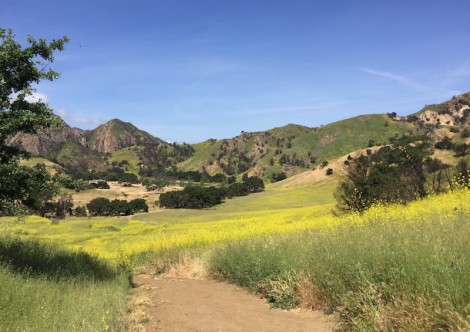 trail with green foliage trees and mountains