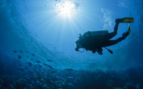 diver with oxygen tank under water looking at a sea of fish