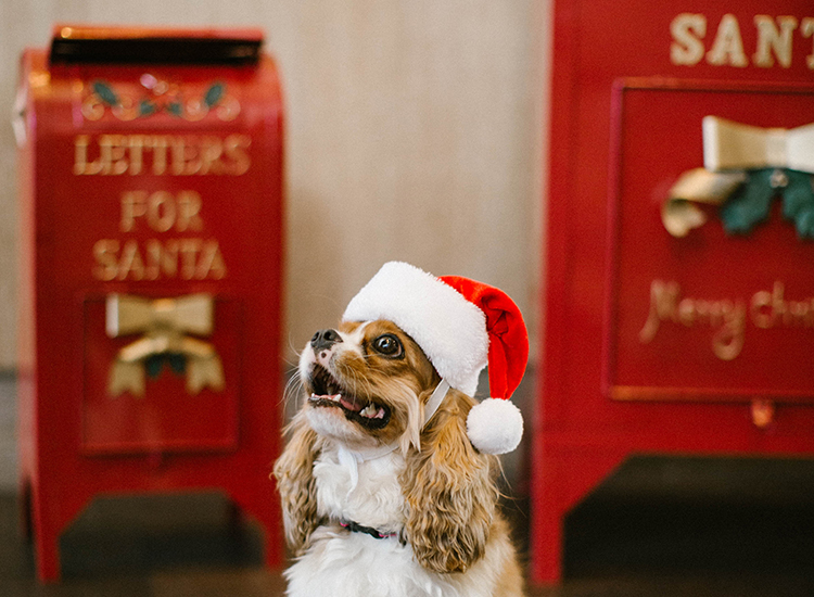 White and brown dog in a santa hat 
