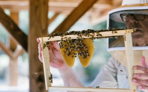 Bee Keeping and Honey Tasting