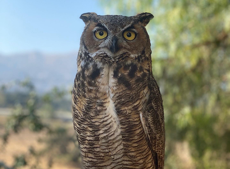 close up view of a owl in the nature