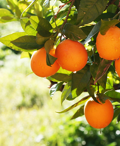 Ripe oranges hanging from a tree