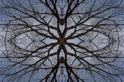 kaleidoscope of trees