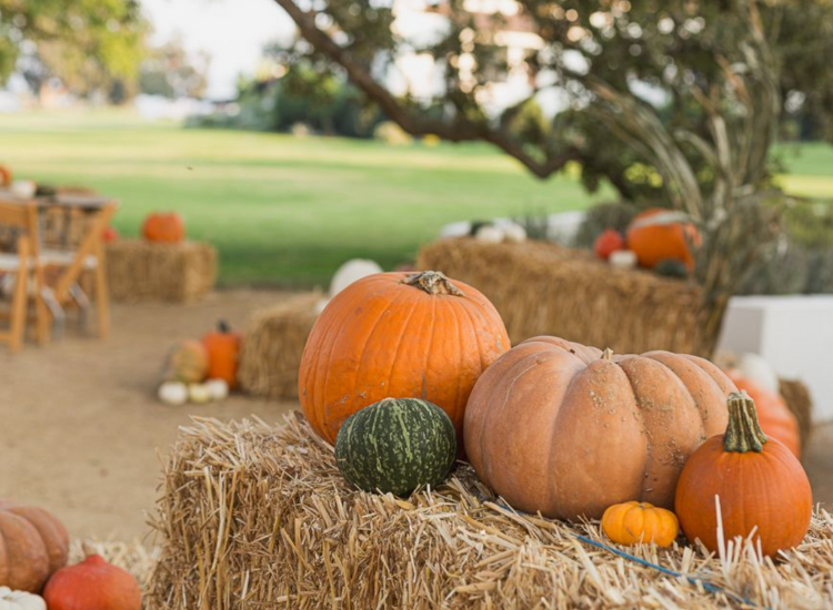 Pumpkins of different sizes and colors in a pumpkin patch