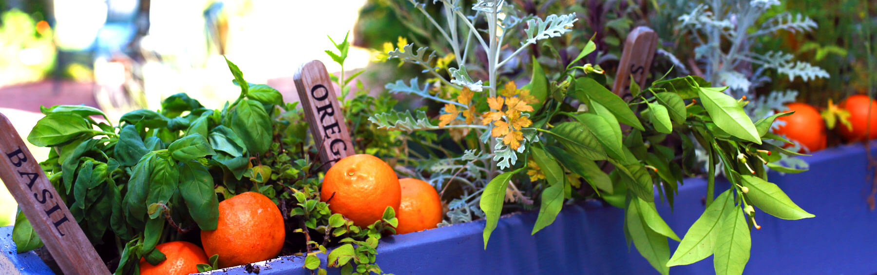 view of a different fruits and vegetables 