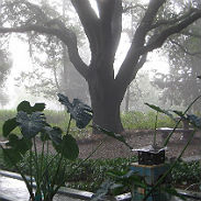 landscape of a bush trees