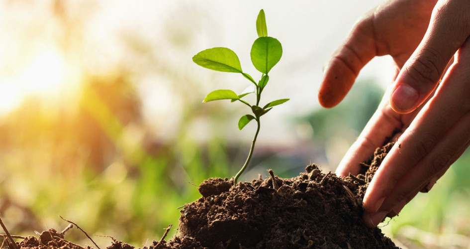 plant in soil with hand planting