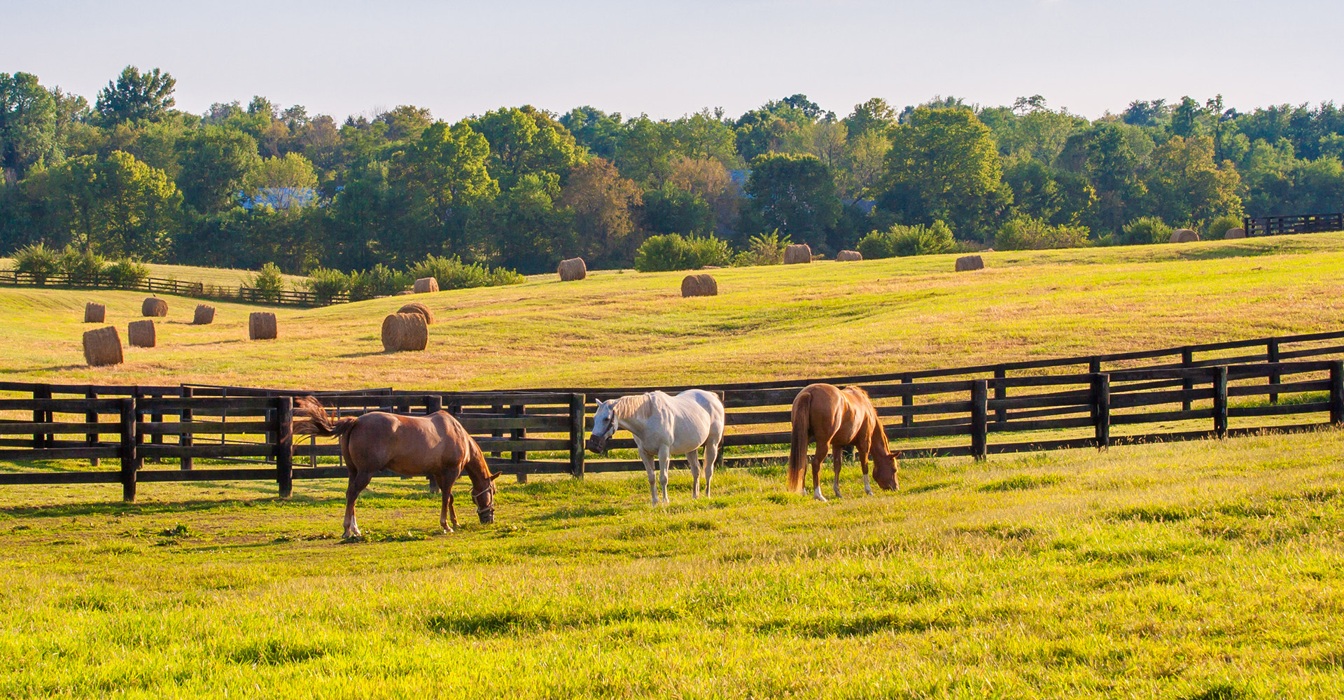 sunny open pastures with horses grazing