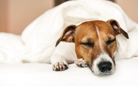 a dog sleeping in a hotel bed
