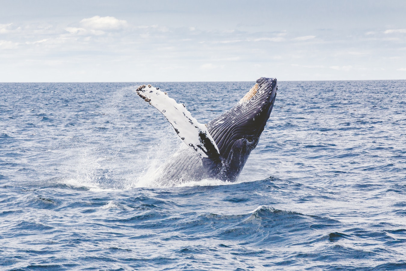 whale breeching the water