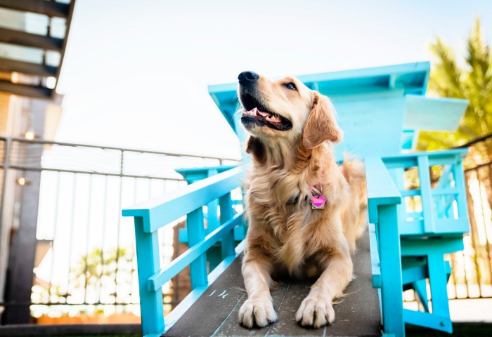 golden retriever at the paw sea dog park 