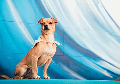 cute puppy sitting in front of a wall