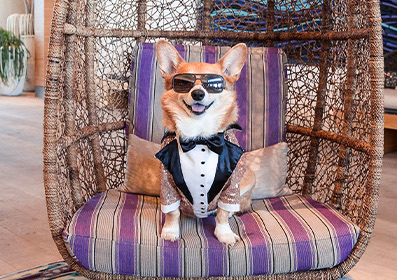 dog wearing a tuxedo sitting on a chair