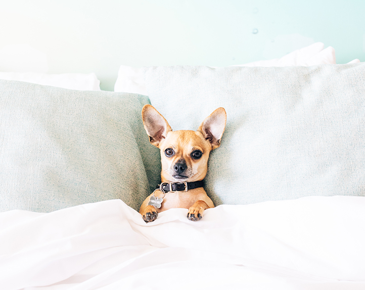 dog in bed under the covers