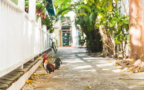 Rooster in alley next to white fence