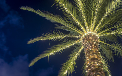 palm tree with christmas lights 