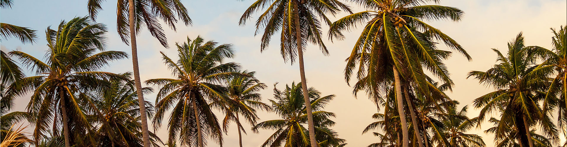 Palm trees against the sky