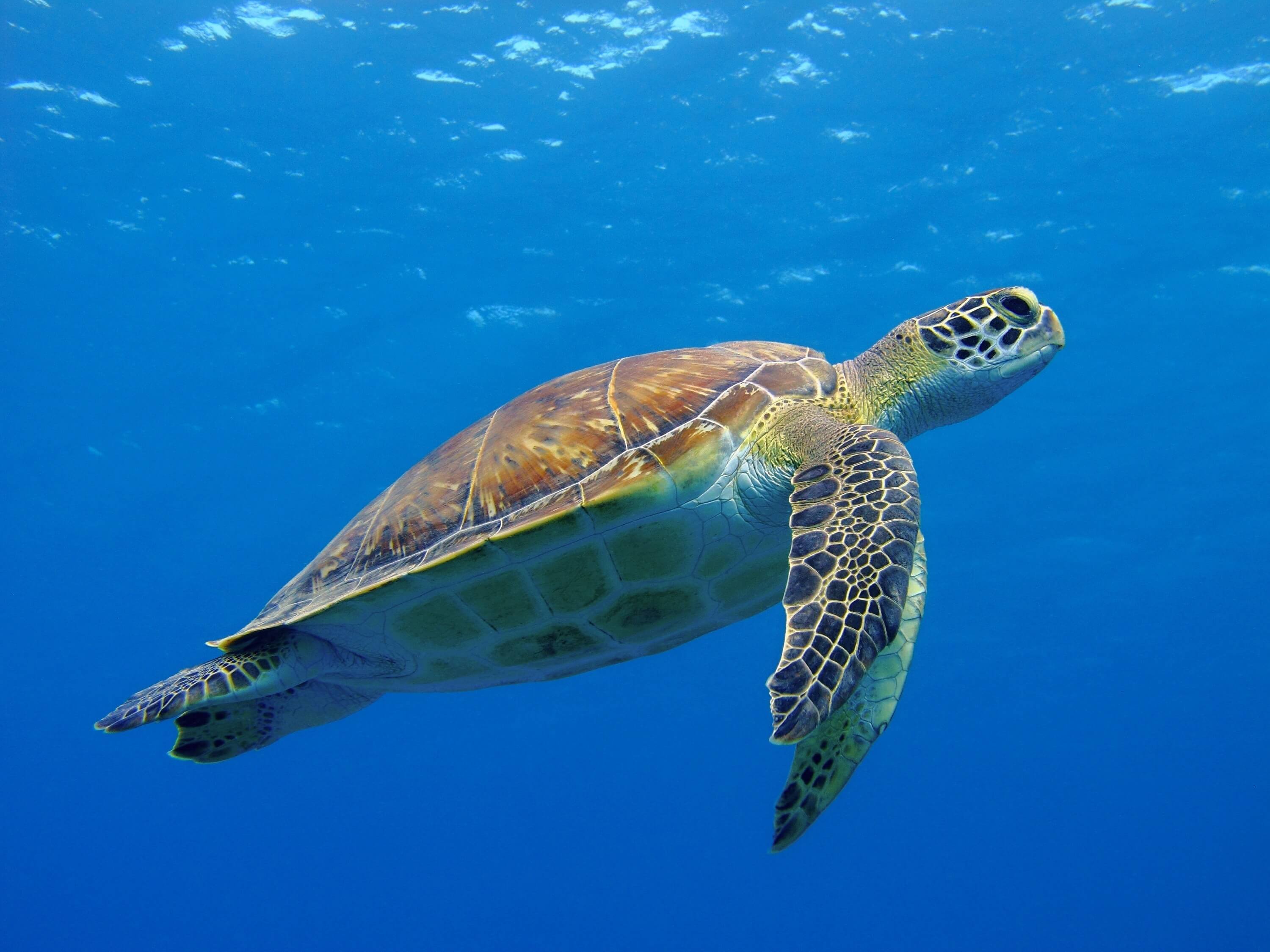 sea turtle swimming in the ocean