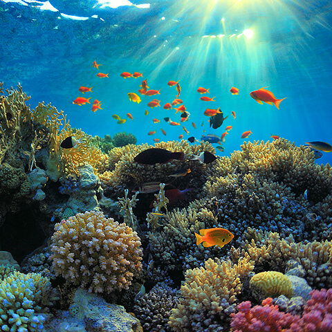 underwater view of a coral reef and fish