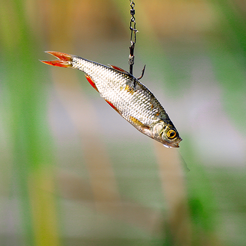 bait fish on a hook