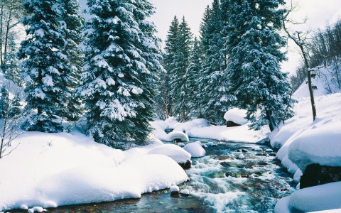 View of a river surrounded by pine trees on winter