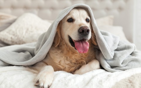 A lovely dog on a room bed with a blanket on