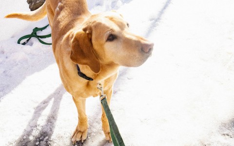 A labrador dog on the snow