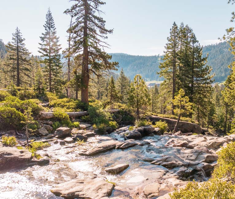 General view of a beautiful forest and a river