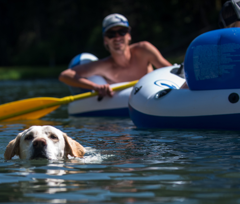 View of a dog swimming on a river