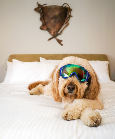 Dog wearing ski glasses while laying down on a bed 