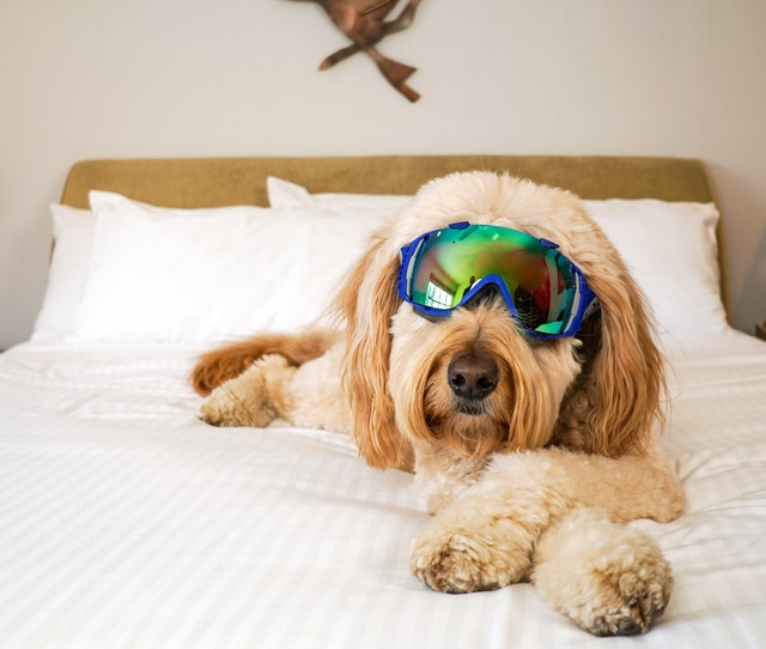 dog with ski goggles lounging on the bed