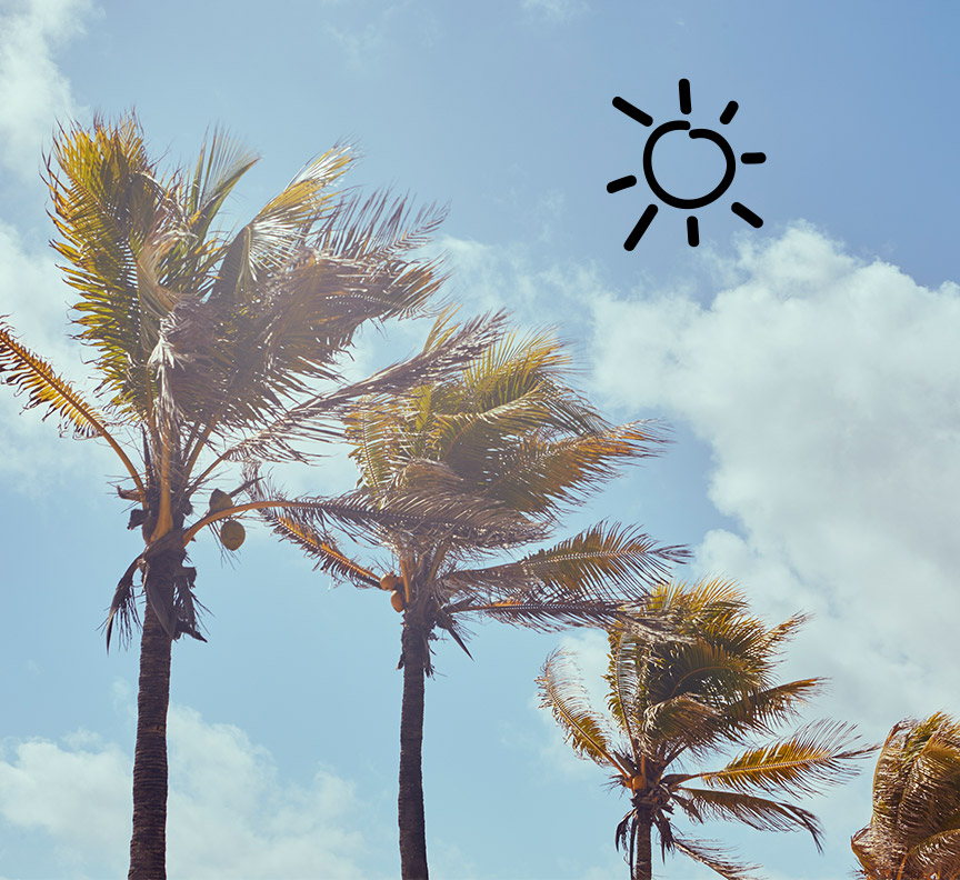 line of palm trees