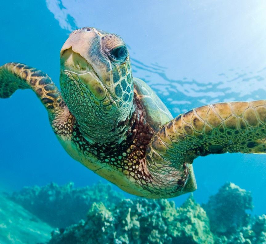 sea turtle underwater