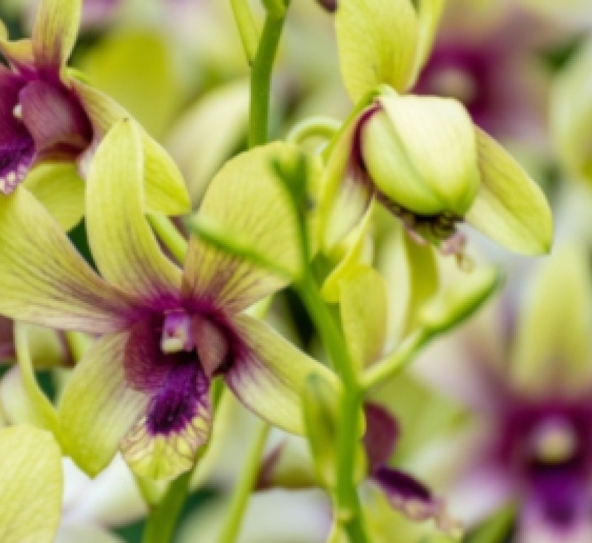 green orchids copy