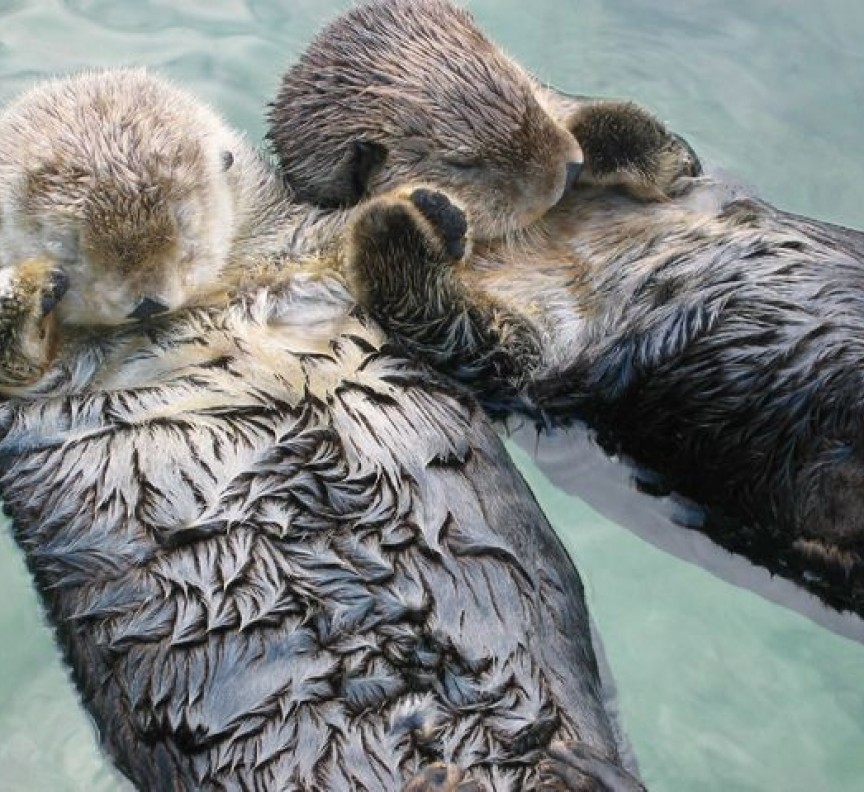 otters holding hands