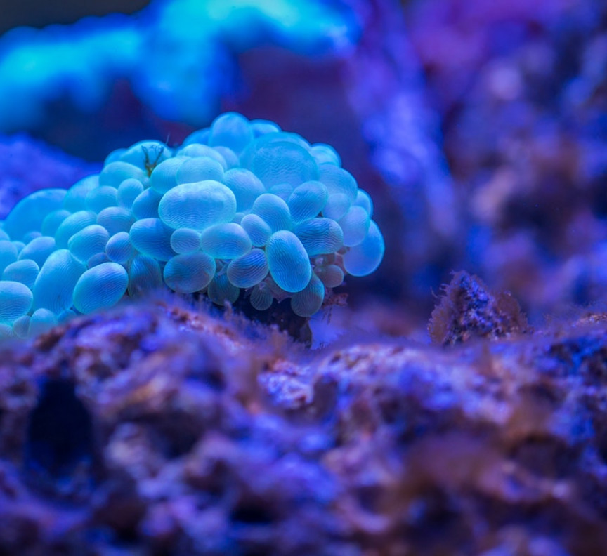 coral reef