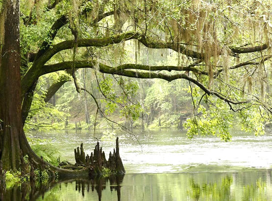 River surrounded by greenery